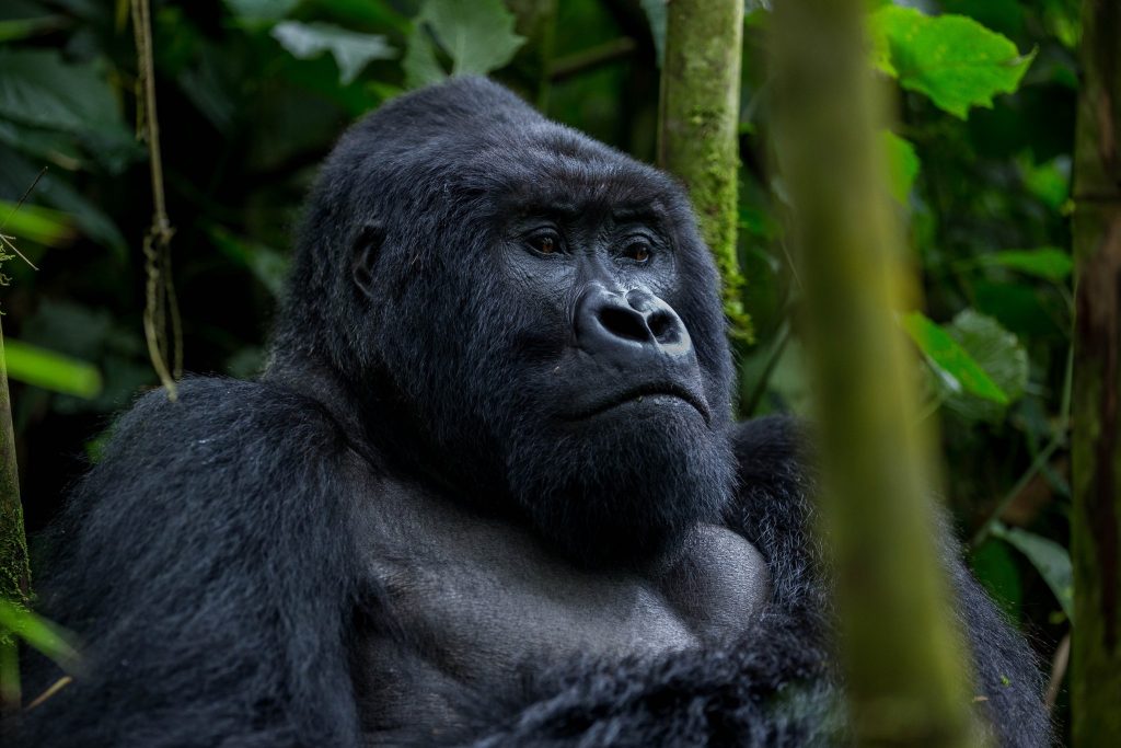 1-Day Gorilla Trekking in Uganda
