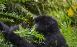 2-Day Gorilla Trek Bwindi with Mutanda Tours