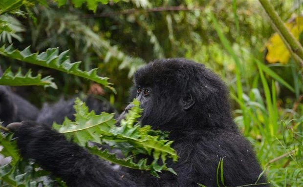 2-Day Gorilla Trek Bwindi with Mutanda Tours