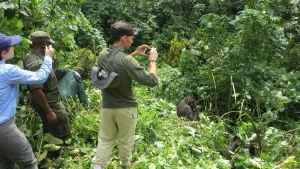 11 Days of Gorilla Trekking