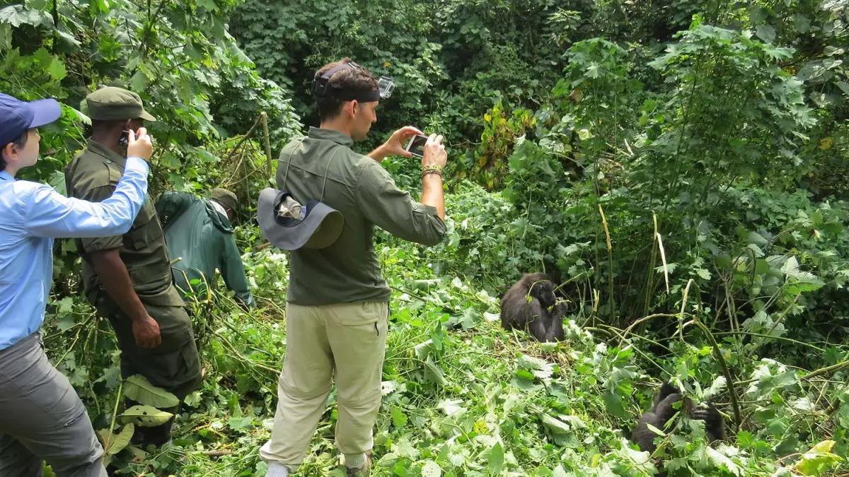 11 Days of Gorilla Trekking