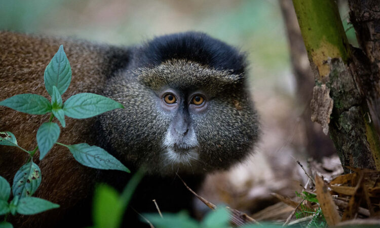 Mgahinga National Park with Mutanda Tours