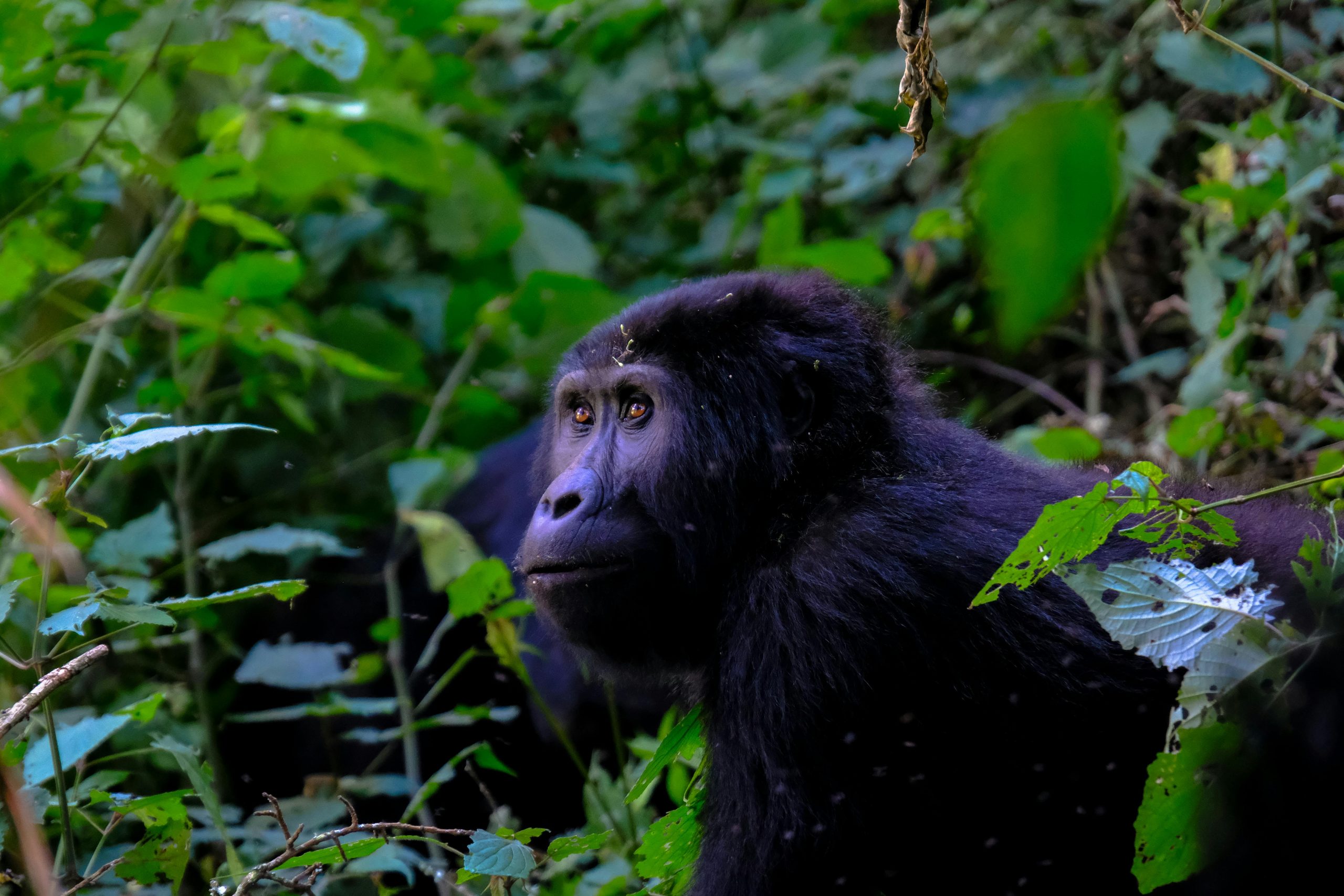 1-Day Gorilla Trekking Uganda
