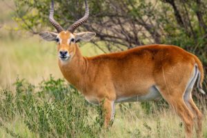 Queen Elizabeth National Park Uganda with Mutanda Tours