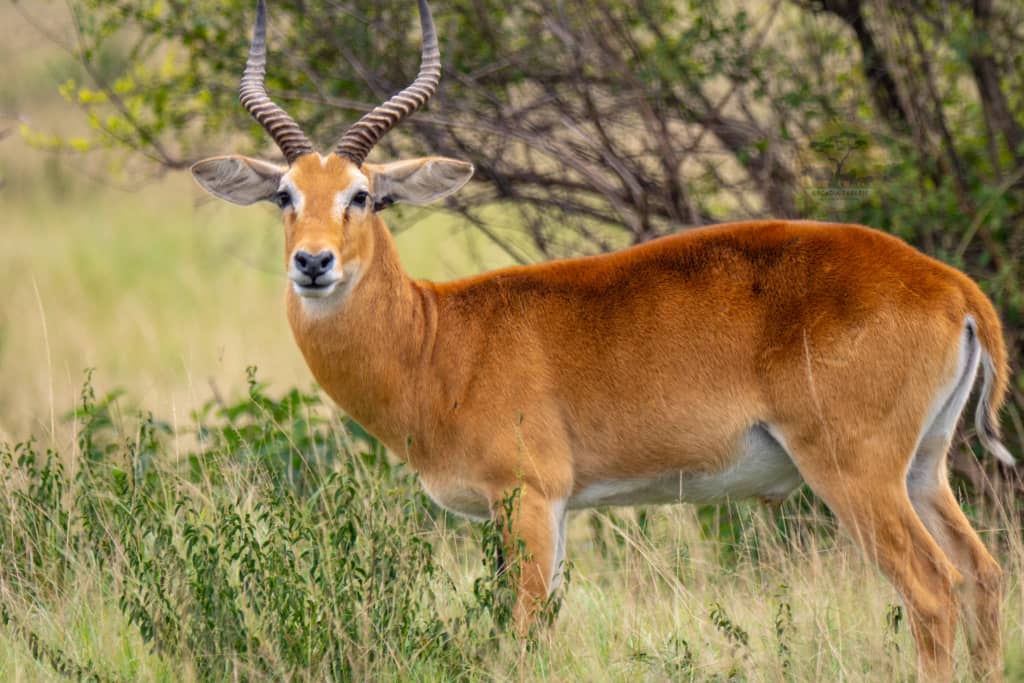 Queen Elizabeth National Park Uganda with Mutanda Tours