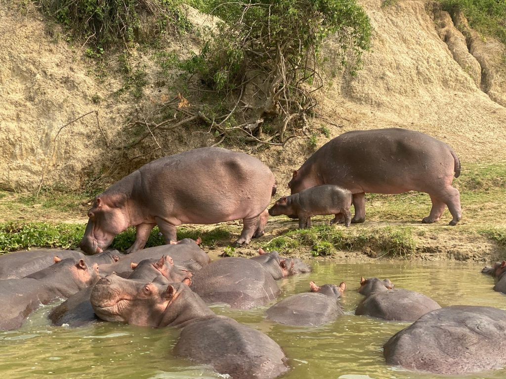 7 days Uganda safari with Mutanda tours