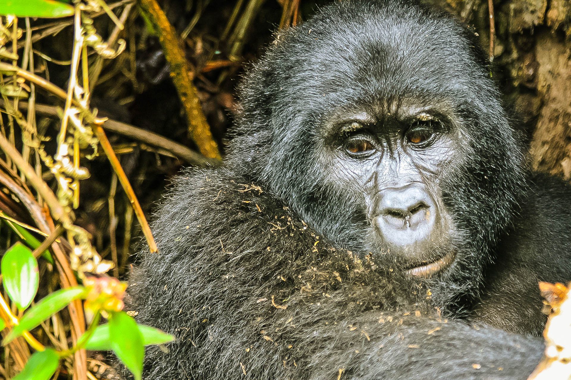 Bwindi Forest National Park Uganda with Mutanda Tours