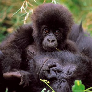Virunga National Park with Mutanda Tours